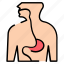 esophagus, anatomy, biology, organ, throat 
