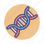 chromosome, dna, gene, genetic 