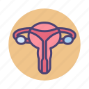 female, female reproductive organ, organ, reproductive, vagina