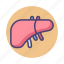 liver, organ 