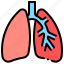 anatomy, breath, lungs, pulmonology 