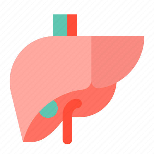 Anatomy, hospital, internal organ, liver, medical, organ icon - Download on Iconfinder