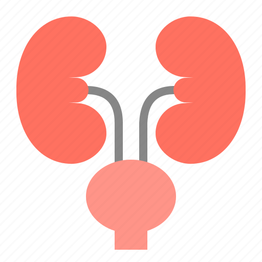 Anatomy, hospital, internal organ, kidney, medical, organ, urinary icon - Download on Iconfinder