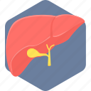 liver, anatomy, body, organ, part