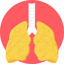 body, lung, lung cancer, lungs, anatomy, organ