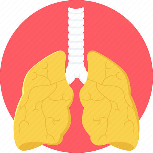 Body, lung, lung cancer, lungs, anatomy, organ icon - Download on Iconfinder