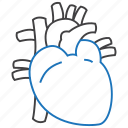 cardiology, anatomy, heart, organ 