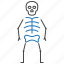 osteology, bones, skeleton 