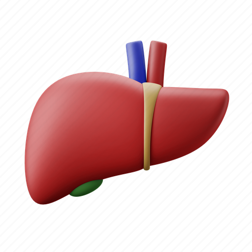 Liver, organ, anatomy, hepatic, biology 3D illustration - Download on Iconfinder