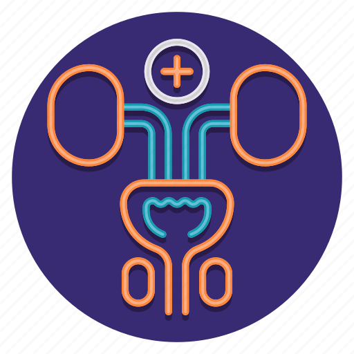 Kidney, organ, urine, urology icon - Download on Iconfinder