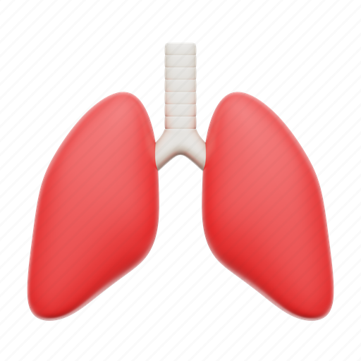 Lung, organ, human, anatomy 3D illustration - Download on Iconfinder