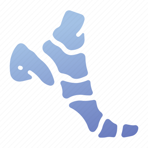 Anatomy, ankle, bone, foot, medical, talus, toe icon - Download on Iconfinder