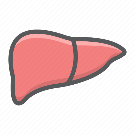 Anatomy, healthcare, hepatic, human, liver, medicine, organ icon - Download on Iconfinder