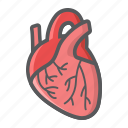 anatomy, cardiology, healthcare, heart, human, medicine, organ