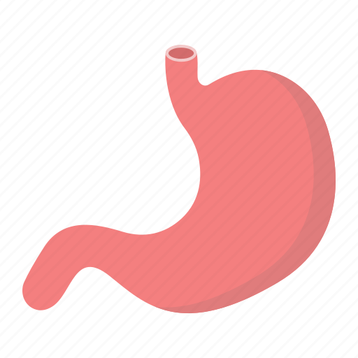 Anatomy, digestion, human, organ, stomach icon - Download on Iconfinder