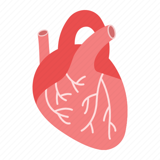 Anatomy, cardiology, healthcare, heart, human, medicine, organ icon - Download on Iconfinder