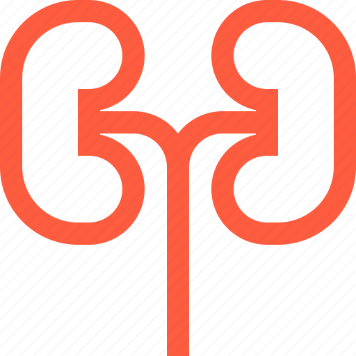 Body, human, kidneys, medical, organ, pair, renal icon - Download on Iconfinder