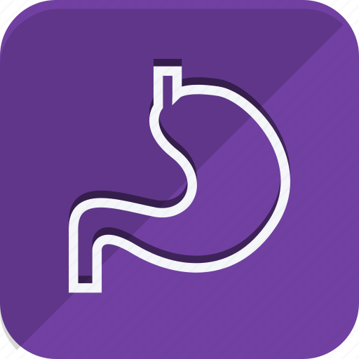 Anatomy, bodypart, healthcare, human, medical, medicine, stomach icon - Download on Iconfinder