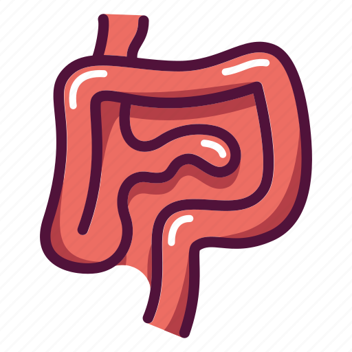 Anatomy, digestion, gastroenterology, intestines, biology, internal organ, stomach icon - Download on Iconfinder