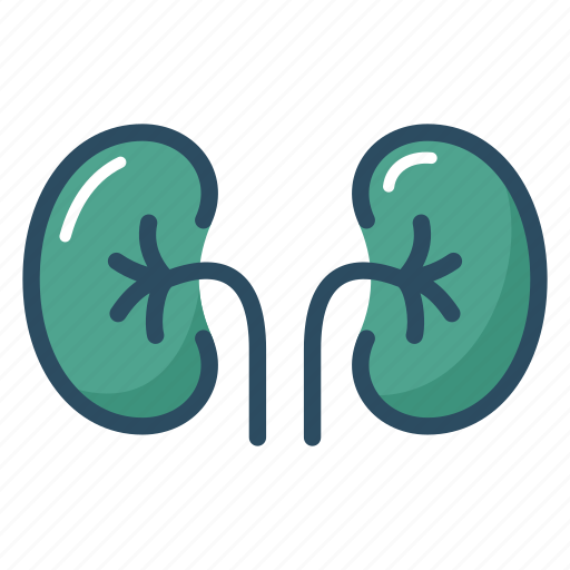 Anatomy, kidney, organ, urine, biology, excretory system, medical icon - Download on Iconfinder