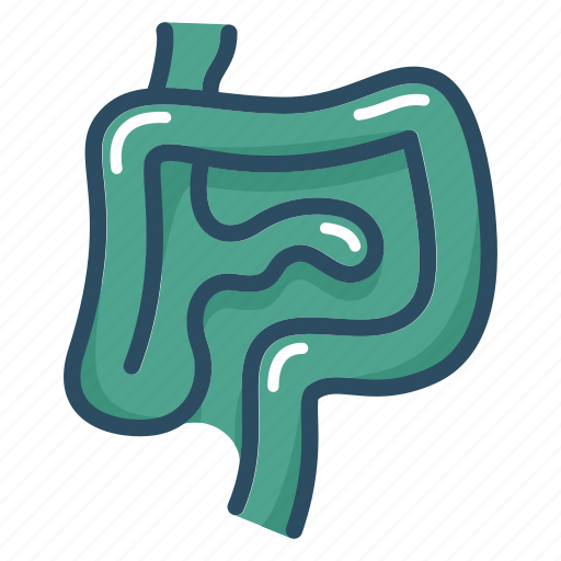 Anatomy, digestion, gastroenterology, internal, intestines, organs, stomach icon - Download on Iconfinder