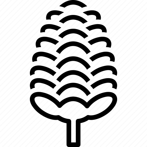 Douglas, tree, nature, evergreen, foliage, garden, botanical icon - Download on Iconfinder