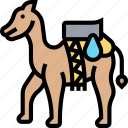 dromedary, camel, desert, arabian, animal