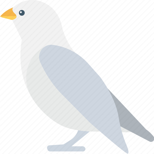 Bird, columbidae, dove, pigeon, pigeon face icon - Download on Iconfinder
