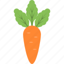 carrot, food, organic, root vegetable, vegetable 