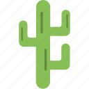 cacti, cactus, desert, nature, plant