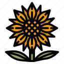 sunflower, botanical, blossom, sun, flower