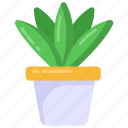 indoor plant, houseplant, decorative plant, potted plant, aloe vera plant