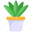 indoor plant, houseplant, decorative plant, potted plant, aloe vera plant 