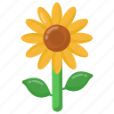 helianthus, sunflower, flower, nature, floral