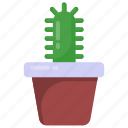 cactus, cactaceae, cactus plant, desert plant, saguaro