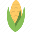 cob, corn, maize, organic, sweet corn