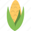 cob, corn, maize, organic, sweet corn 