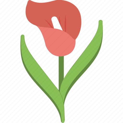 Amaryllis, beauty, floral, flower, nature icon - Download on Iconfinder