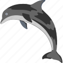 animal, dolphin, mammal, sea, whale