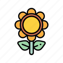 flower, nature, plant, sunflower