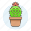 cactus, flourishing, flower, flowering, flowers, nature, on, plants, pot, spines, succulent, thorns, top 