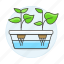 box, crop, growth, hydroculture, hydroponic, mineral, nature, nutrient, plant, solution, sprout 