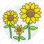 flowers, nature, plants, sunflower, yellow 