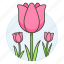 flourishing, flowering, flowers, horticulture, nature, pink, plants, tulip, tulips 