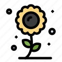farming, flower, plant, sunflower