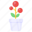 flowerpot, decorative plant, potted plant, indoor plant, ecology 