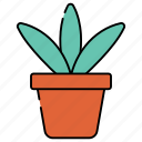 potted plant, indoor plant, decorative plant, flowerpot, ecology