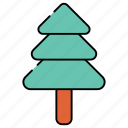 conifer tree, pine tree, citrus tree, plant, botany