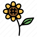 sunflower, farming, and, gardening, flower, nature, botanical