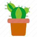 cactus, desert, plant, sun, nature, tree